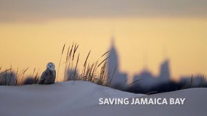 Saving Jamaica Bay - Screening @ American Legion Hall - Post 1404  | New York | United States